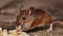 24 Hour & Emergency Exterminators in Riviera Beach, FL